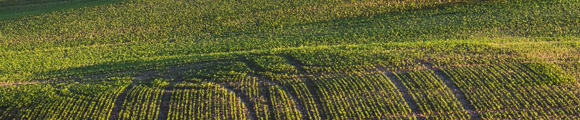 image of a farm field